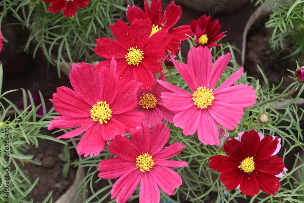 Fototapeta premium pink colored garden cosmos flower