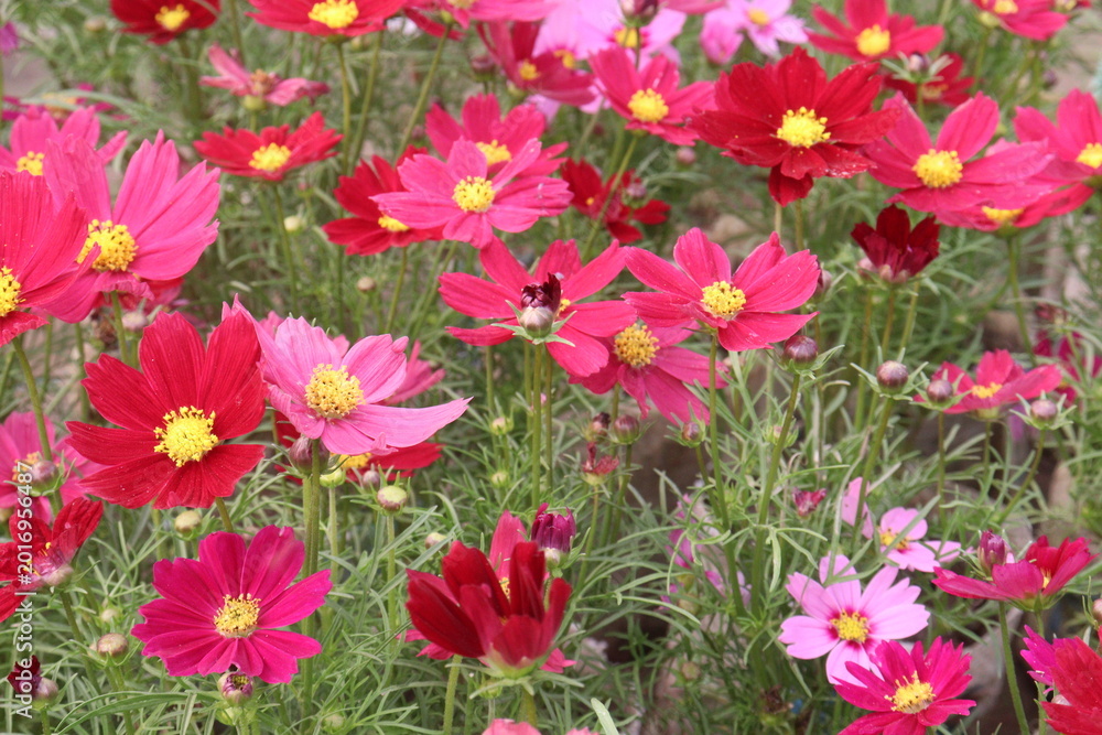 Fototapeta premium pink colored garden cosmos flower