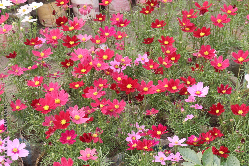 Fototapeta premium pink colored garden cosmos flower