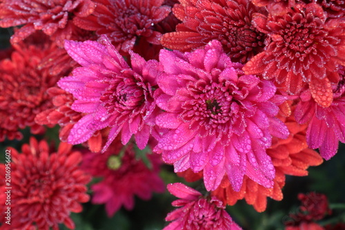 Fotografie red colored Chrysanthemum ×grandiflorum flower on farm