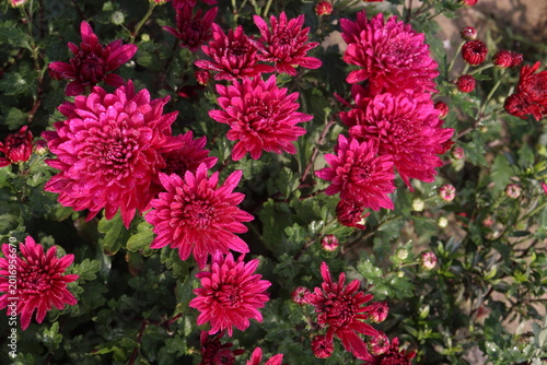 Obraz na plátne red colored Chrysanthemum ×grandiflorum flower on farm