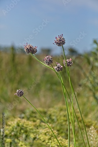 Obraz na plátně Sand leek (allium scorodoprasum), also known as Rocambole, Saaremaa, Estonia, Europe