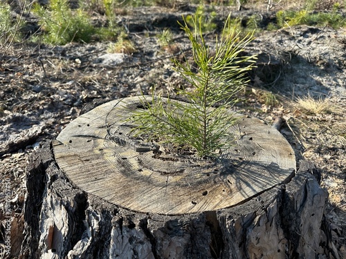 Tableau sur toile Tree stump in a forest with new growth on top during daylight shows resilience o