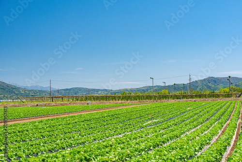 青空と成長するレタスの苗　信州の農村風景
