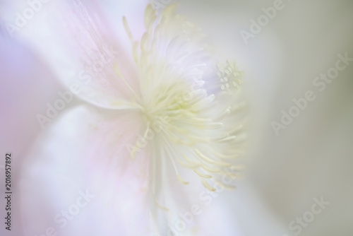 Obraz na płótnie Ethereal white flower macro with pastel tones and soft botanical focus