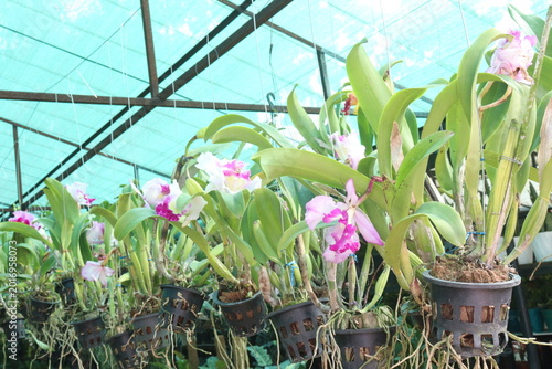 Tablou pe pânză Cattleya orchid flower plant on hanging pot in nursery