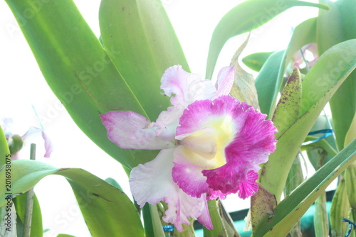 Tablou pe pânză Cattleya orchid flower plant on hanging pot in nursery