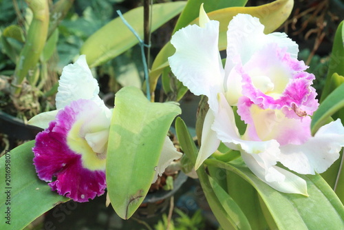 Photography Cattleya orchid flower plant on hanging pot in nursery