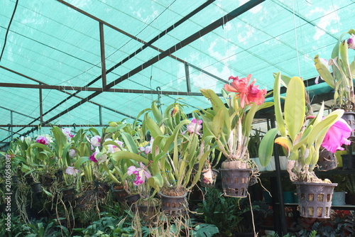Quadro em tela Cattleya orchid flower plant on hanging pot in nursery