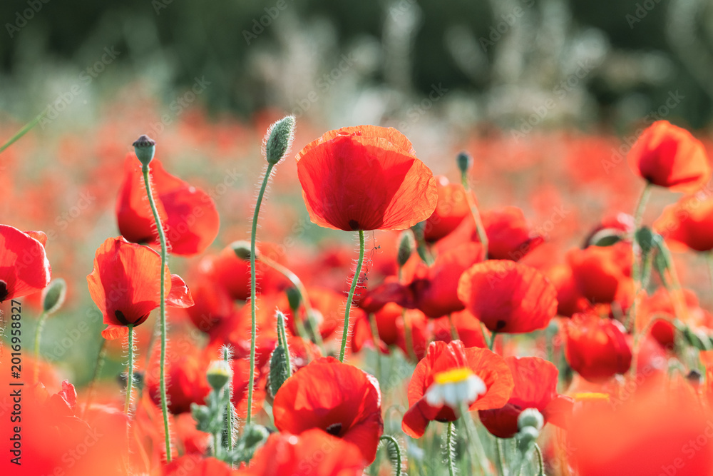 Fototapeta premium Sunset Light Over Poppy Field – Spring Wildflower