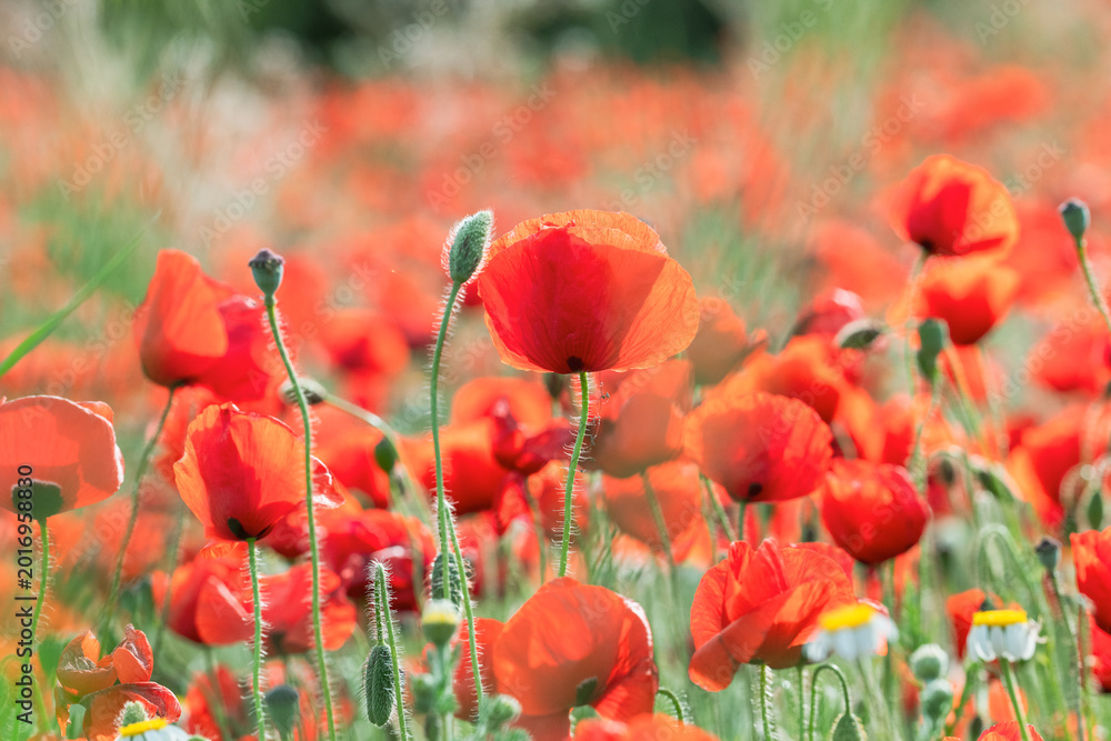 Fototapeta premium Delicate Red Poppy Macro – Blurred Nature Background Scene