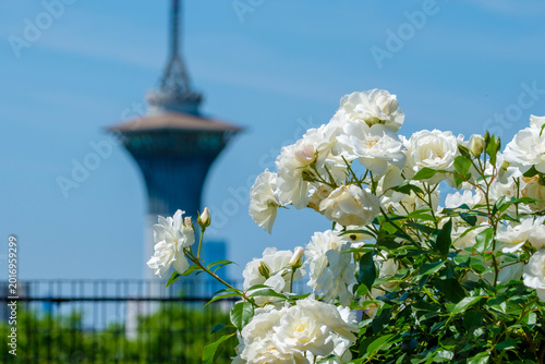 Cuadro en lienzo 見頃の薔薇と花博記念公園鶴見緑地いのちの塔