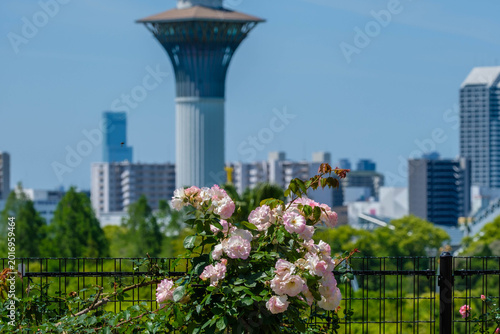 Foto 見頃の薔薇と花博記念公園鶴見緑地いのちの塔