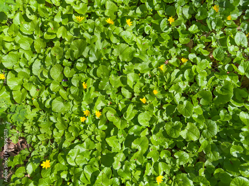 Fotografi Glade in forest overgrown with lesser celandine at sunny day