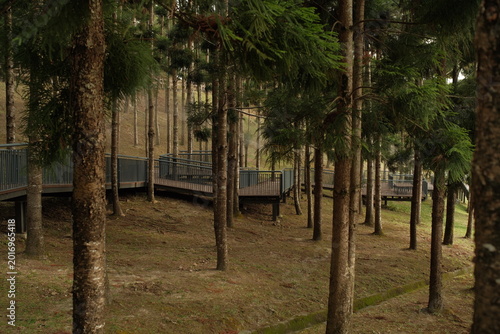 Tableau sur toile Beautiful landscape of trees at Taman Saujana Hijau, Putrajaya