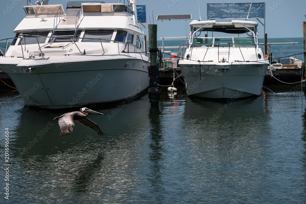 Fototapeta premium Pelican from Florida