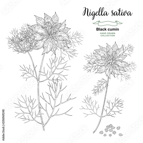 Nigella sativa flowers and seeds. Black caraway, black cumin plant. Vector illustration hand drawn. Sketch style.