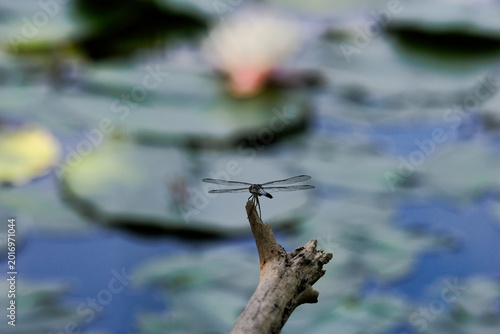 水鏡に映る空と命