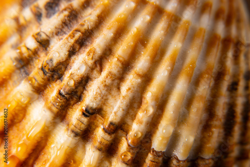 Macro Texture of Sea Shell with Water Drops