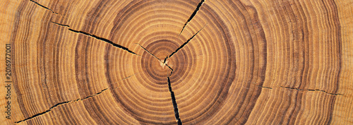 cross-sectional wood texture with a pattern of annual rings. old tree stump background