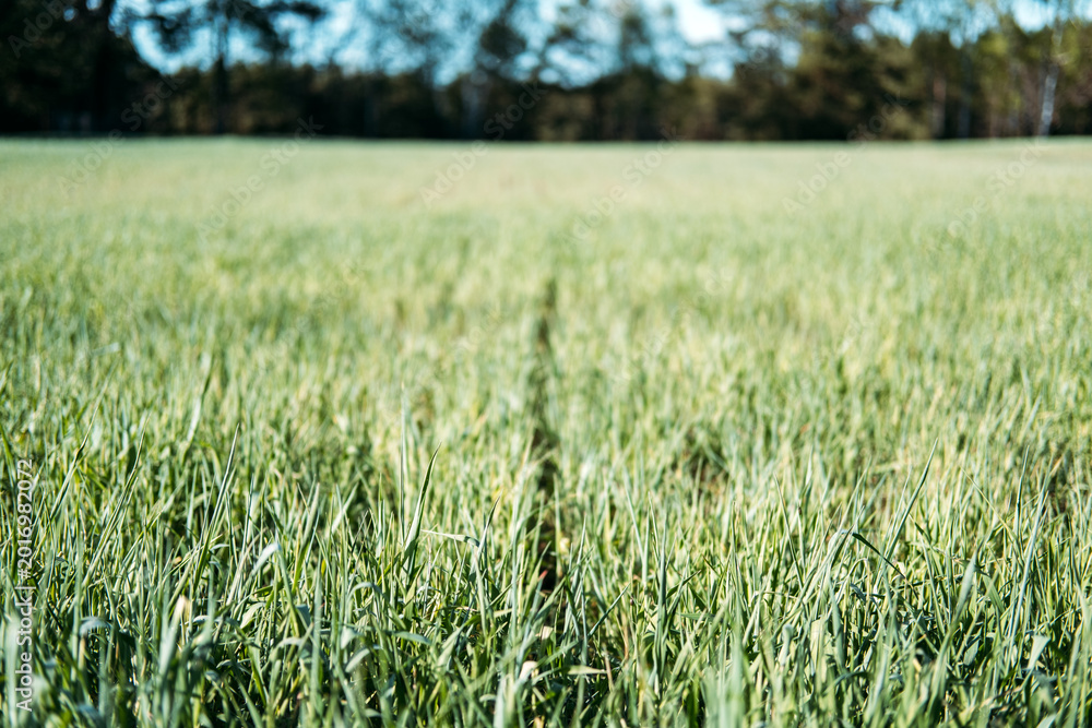 Fototapeta premium Young cereal stalks grow in agricultural field near forest. Precision farming background, soil health conservation, future of agriculture.