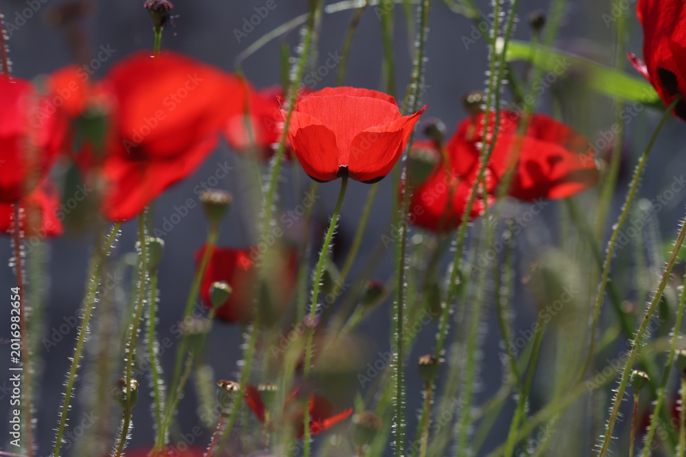 Naklejka premium Red Poppy Flowers in a Sunlit Field