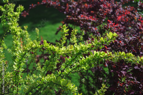 Photos a barberry bush with light green leaves on a background of branches with red lea