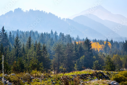 panorama background of Pirin, Bulgaria with pine trees