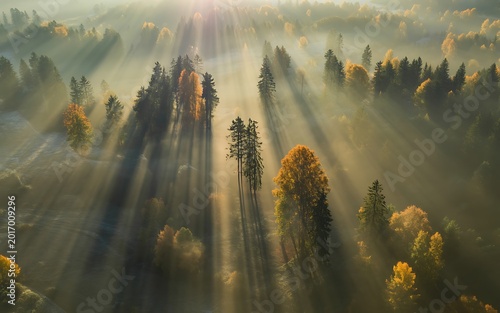 aerial view of forest with sunbeams shining through trees autumn landscape with fog high quality professional detailed modern elegant stylish clean