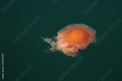 A red fireman also called the lion’s mane jellyfish. Denmark