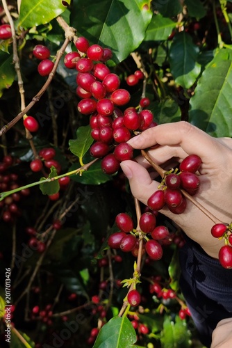 Coffee beans ripening on a tree