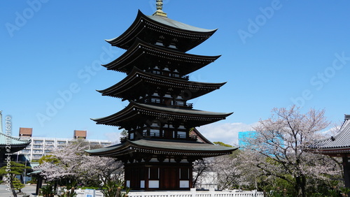 Photography Sacred Spring: The Five-Story Pagoda and Cherry Blossoms at Nittai-ji, Nagoya, A
