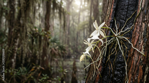 White Orchid on Burned Tree Trunk in Misty Swamp Forest