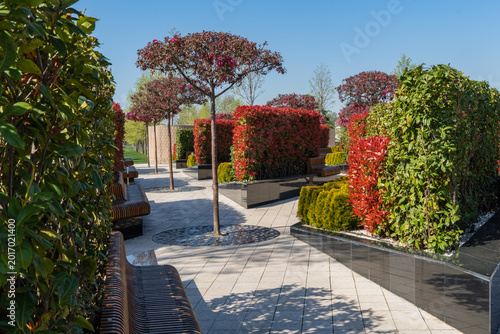 Foto Urban park featuring Photinia and other plants