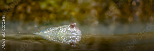 Schilderij op canvas Mudskipper fish swimming in water surface reflecting a serene natural habitat wi