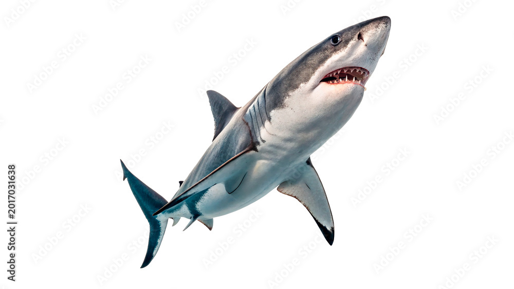 Fototapeta premium Wild predatory shark swimming forward with sharp fins and realistic grey blue skin for nature on transparent background