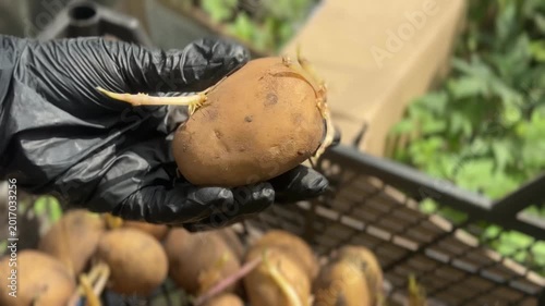 Preparing Seed Potatoes for Spring Planting: Best Varieties and Sprouting Tips