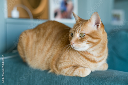 Beautiful ginger cat with vibrant red fur resting peacefully on a comfortable couch. The image captures a cozy domestic moment, with the orange tabby cat relaxing in a home living room setting. Perfec