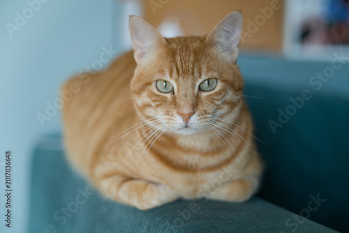 Beautiful ginger cat with vibrant red fur resting peacefully on a comfortable couch. The image captures a cozy domestic moment, with the orange tabby cat relaxing in a home living room setting. Perfec