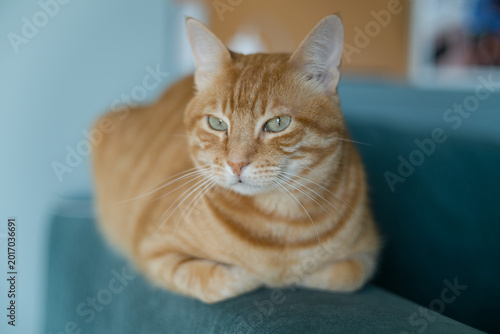 Beautiful ginger cat with vibrant red fur resting peacefully on a comfortable couch. The image captures a cozy domestic moment, with the orange tabby cat relaxing in a home living room setting. Perfec