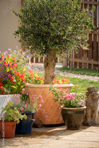 Olive tree and flowering pots in a garden scene.