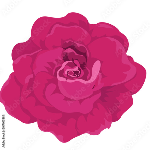Rosa Clip Art Illustrations & Vectors