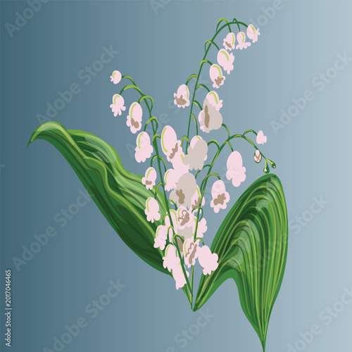 Lily of the valley Vectors