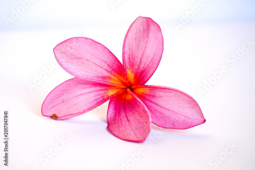 Pink Frangipani Plumeria Flower Isolated on White Background