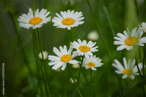 Field of daisies blooming in the soft green grass on a bright summer day