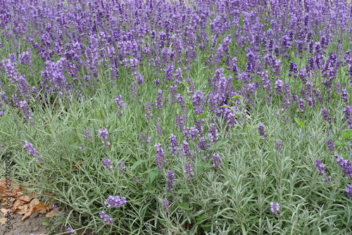 Fotografía Plenitude of purple flowers of lavender in June