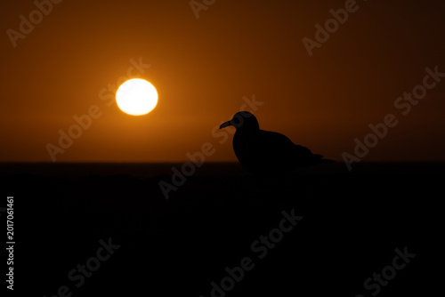 SUN_BACKLIGHTING_SEAGULL