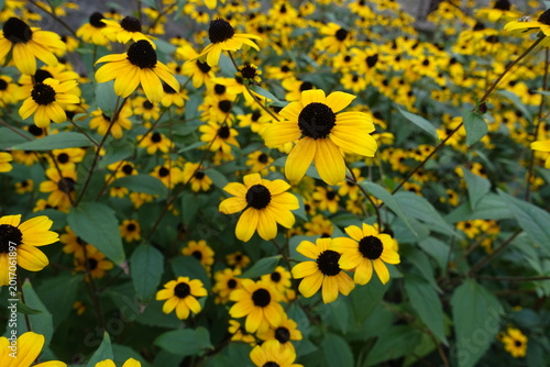 Slika na platnu Unnumbered yellow flowers of Rudbeckia triloba in September