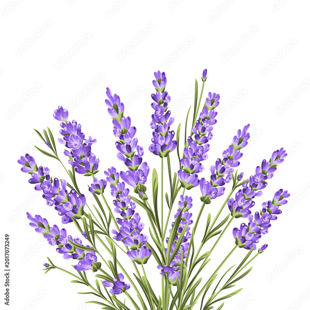 Fototapeta premium Elegant purple lavender bouquet on white, vector illustration