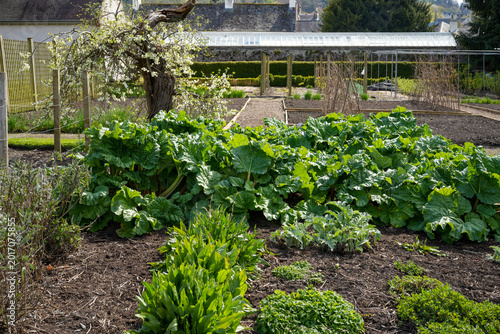 Konstfotografi A classic kitchen garden where the focus is primarily on common rhubarb (Rheum r